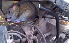 Kinh nghiệm chống chuột, côn trùng đột nhập vào xe
