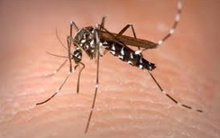 Bộ Y tế cảnh báo nguy cơ dịch não nhỏ do virus Zika