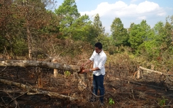 Gia Lai: Vì sao dân phá gần 10 ha rừng phòng hộ?