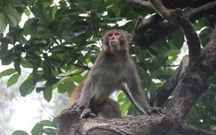 “Chúa đảo Khỉ” kể chuyện khỉ yêu