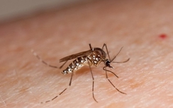 Bộ Y tế lập 4 đội phản ứng nhanh chống dịch Zika