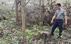 Bắc Giang: Dân tố lâm trường cướp rừng