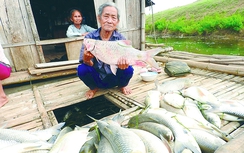 Ai bồi thường cho dân vụ cá chết trên sông Bưởi?