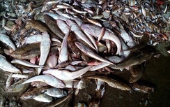 Hải sản vùng ô nhiễm xả thải Formosa chưa an toàn