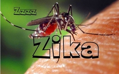 Virus Zika tại Việt Nam có nguồn gốc từ châu Á và châu Mỹ