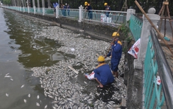 Hơn 200 tấn cá chết ở Hồ Tây đã được thu gom