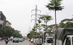 Khó hiểu bàng Đài Loan dưới... lưới điện cao áp Hà Nội