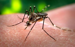 Mắc virus Zika liệu có tự điều trị?