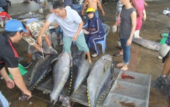 Khánh Hòa: Ngư dân trúng “lộc biển” Trường Sa, lãi cả trăm triệu đồng