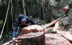 Gia Lai: Kiểm lâm không tiếp nhận thông tin rừng bị tàn phá