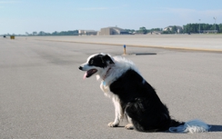 Tàu bay phải dừng chờ vì phát hiện chó trên đường lăn
