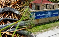 Hơn 700 người Malaysia bị rắn cắn vì nắng nóng bất thường