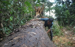 Vụ phá rừng Bình Định: Truy bắt nghi phạm, kiểm điểm lãnh đạo huyện