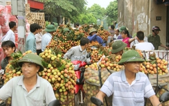 Bắc Giang: Vải được mùa, dân vẫn lo bị ép giá