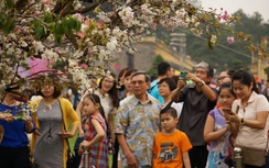 Thất vọng với cây hoa anh đào Nhật Bản "què quặt" ở Hà Nội