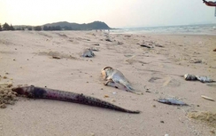 Nghi vấn Formosa xả thải ra biển khiến cá chết hàng loạt