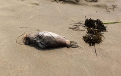 Cá chết ở Đà Nẵng: Nước biển có tắm được không?