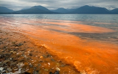Thủy triều đỏ "đầu độc" sinh vật biển như thế nào?