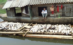 Xót lòng nhìn cá chết trên sông Bưởi, Thanh Hóa