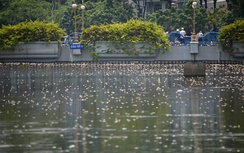 Ảnh: Cá chết trắng mặt kênh Nhiêu Lộc - Thị Nghè