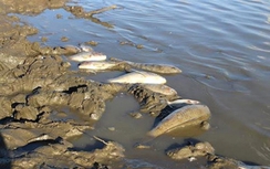 Cá chết hàng loạt ở Tân Kỳ, Nghệ An