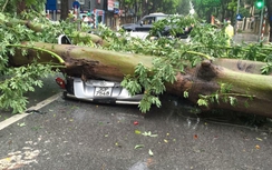 Tin bão số 1 mới nhất: Cây đổ đè nát nhiều ô tô