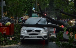 TP.HCM: Lại mưa to ngập đường, cây gãy đè ô tô