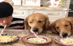 Video: Cậu chủ thi ăn mỳ nhanh với hai chó cưng