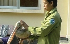 Bắt được chim lạ nặng hơn 3kg, cao gần 1m ở Đồng Tháp