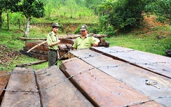 Vụ phá rừng lớn nhất Đà Nẵng: Bắt tạm giam 7 đối tượng