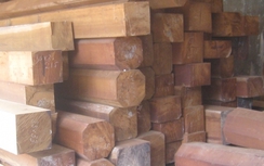 Hà Tĩnh: Thu giữ khối lượng lớn gỗ quý vô chủ