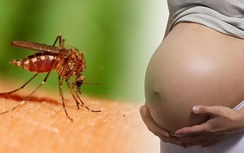 Virus Zika có thể lan sang châu Âu trong hè năm nay