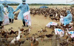 Cúm gia cầm H5N1 xuất hiện ở 21 tỉnh
