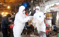 Xuất hiện chủng virus cúm gia cầm mới ở Đồng Nai