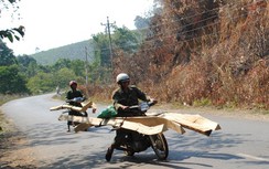 Kinh hoàng xe máy độ chế vô tư chở gỗ giữa ban ngày