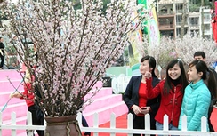 Lễ hội hoa anh đào tại Quảng Ninh từ ngày 11- 13/4
