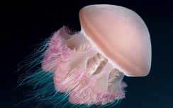 10 ca ngộ độc vì ăn sứa biển