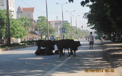 Đàn bò nằm giữa đường phố gây cản trở giao thông