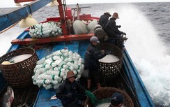 Hỗ trợ gần 53 tỷ đồng cho ngư dân khai thác hải sản xa bờ