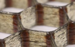 Phát hiện vật liệu nhẹ và bền hơn gỗ balsa