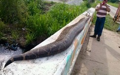 Truy sát rắn khổng lồ có thể nuốt chửng trẻ em