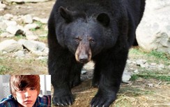 Bài hát của Justin Bieber cứu người câu cá thoát chết khỏi gấu Nga