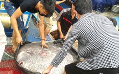 Ngư dân trao tặng cá mặt trăng "khủng" nặng 120kg cho bảo tàng