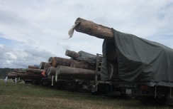 Phục bắt đoàn xe chở gỗ Lào như chở pháo hạng nặng né trạm cân