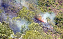 Bình Định: Hàng trăm ha rừng phòng hộ bị thiêu cháy