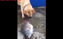 Cảm động chú chó tát nước cứu chú cá đang thoi thóp