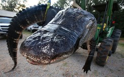 Cá sấu "khủng" nhất hành tinh bị bắt tại Mỹ