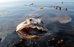 Những "quái vật biển" đáng sợ hơn cả cá mập