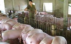 Bị phạt 70 triệu do kinh doanh thức ăn chăn nuôi có chất cấm