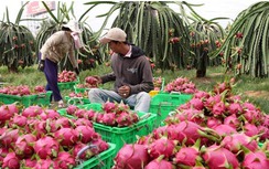 Dân trồng thanh long Bình Thuận tạm ngưng đóng phí bảo trì điện